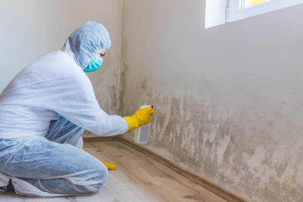 Licensed Mold Inspection service in Duncanville, TX - WQB Mold Removal