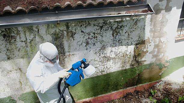 Top rated local Mold Inspection specialists in Duncanville, TX